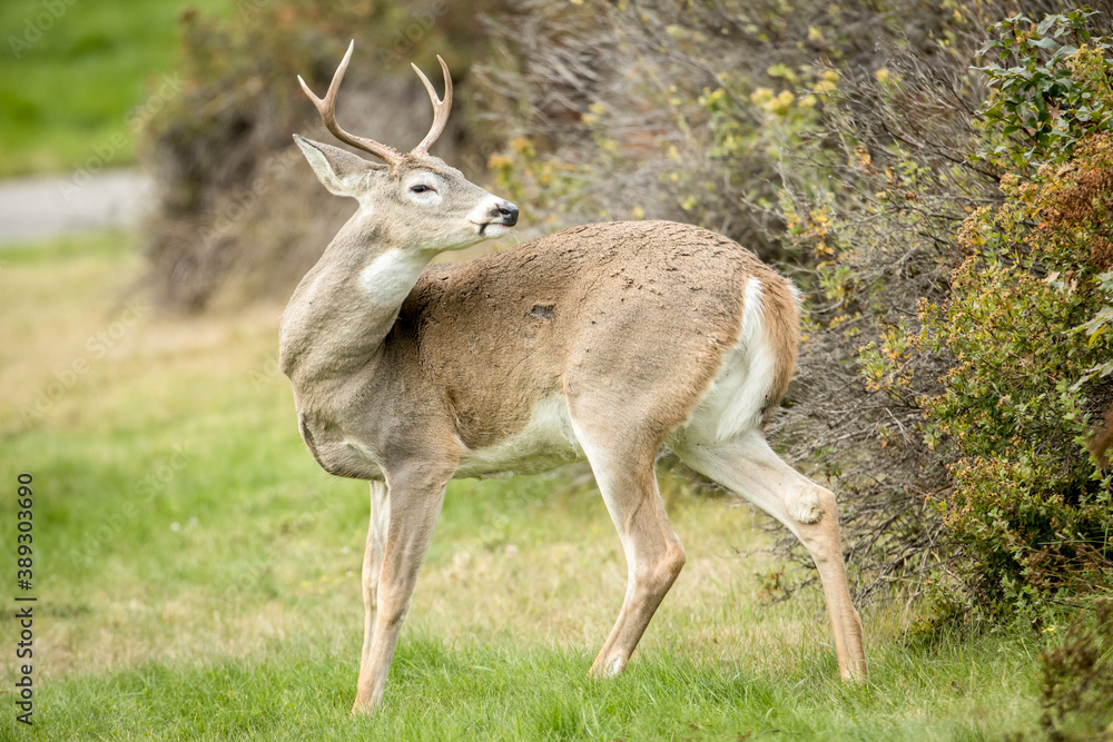 White tail deer in a park. White tail deer in a park.