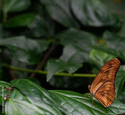 Julia Butterfly with Bright Orange, White, and Tan Wings on Green Leaves