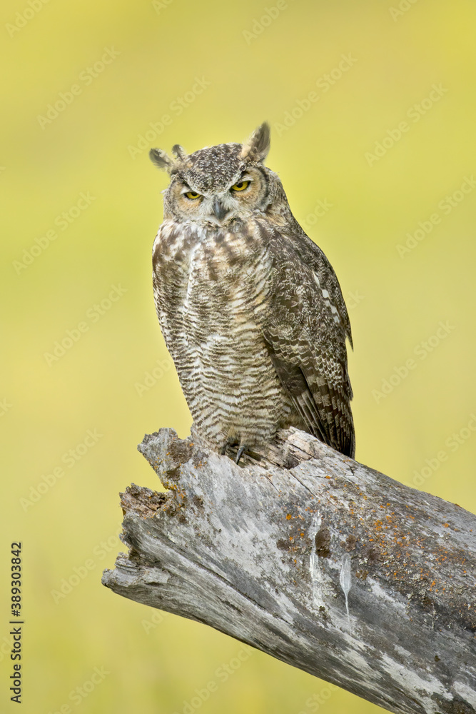 Obraz premium Majestic Great horned owl in Idaho.