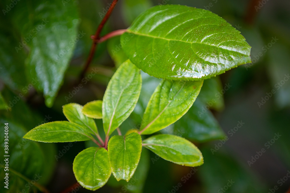 green leaves with drops green leaves with drops