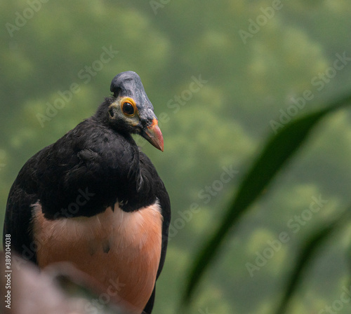 Bright Orange, Tan, and Black Plumage on a Female Maleo