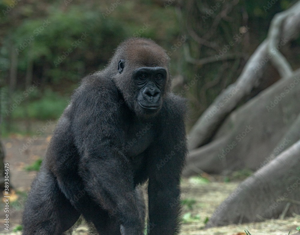 Earth Toned Fur on a Mountain Gorilla in a Tree Earth Toned Fur on a Mountain Gorilla in a Tree