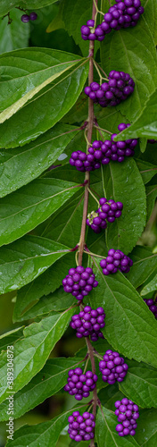 Deep Purple and Green on a Cluster of Purple Beautyberry and Leaves