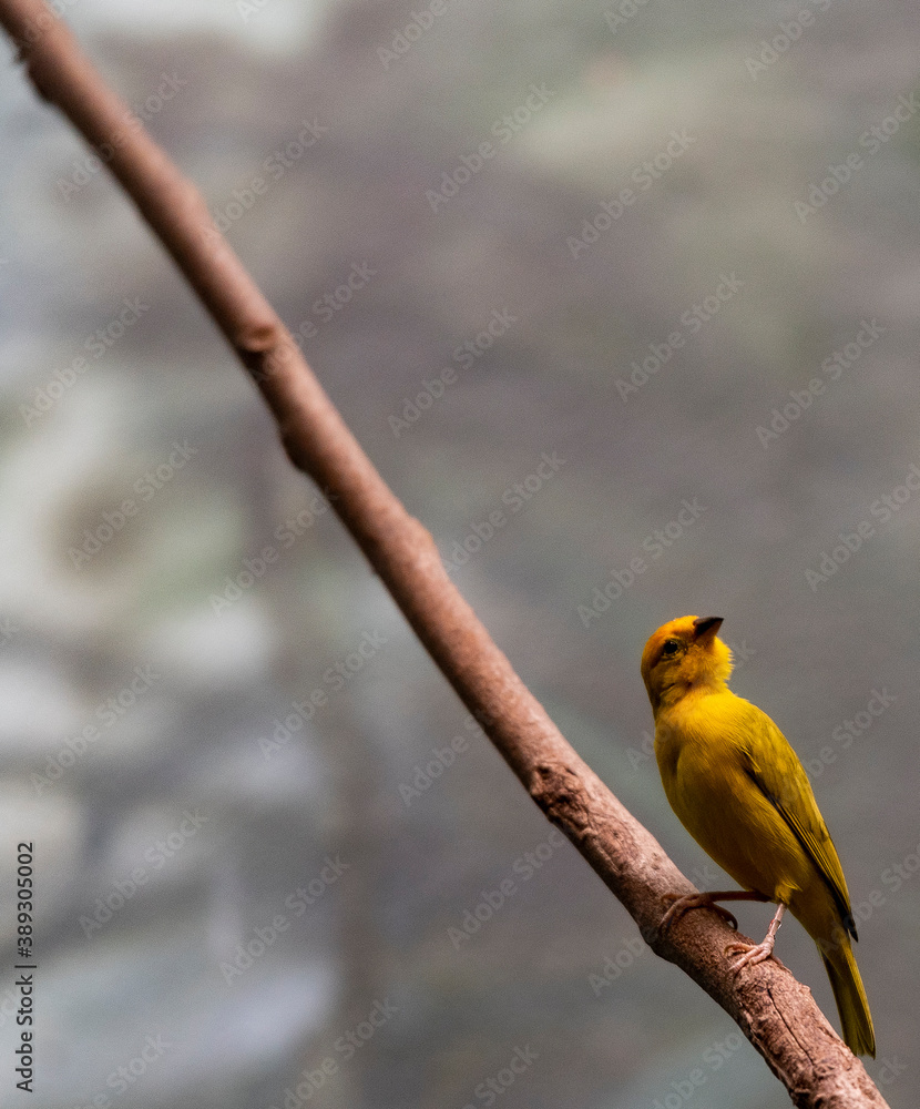 Fototapeta premium Bright Yellow and Orange Plumage on a Golden Weaver on a Branch