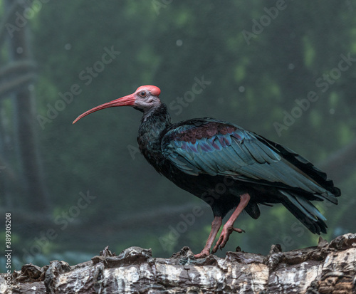 Bright Orange, White and Green Plumage on a Southern Bald Ibis