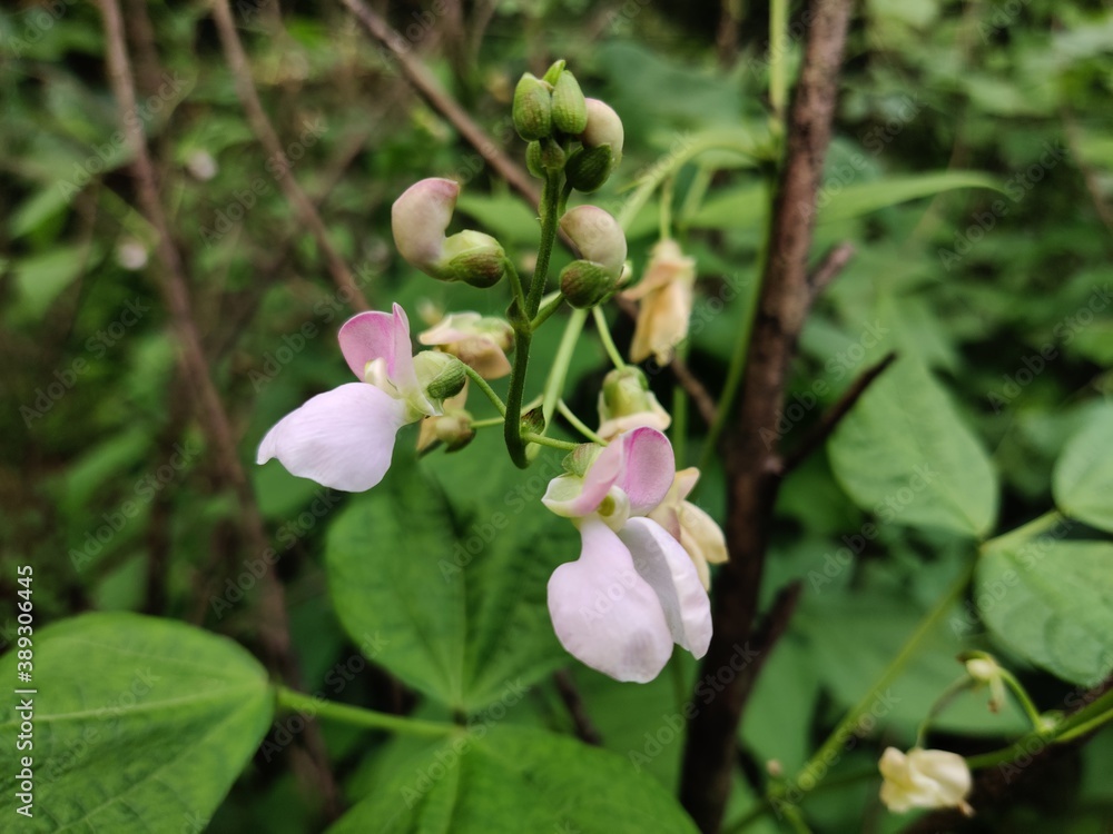Indian beans flower growing in beans plant. Indian beans flower growing in beans plant.