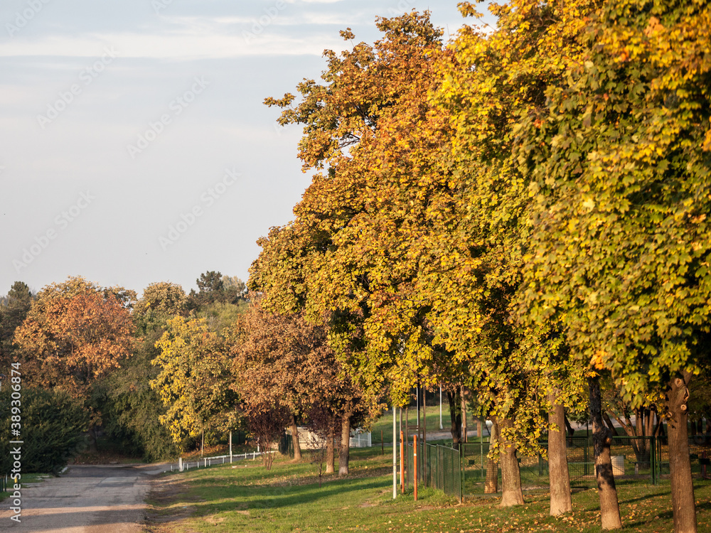 Plane trees with fall colors next to a footpath and a road during the fall season, with their green, brown, yellow and orange foliage.