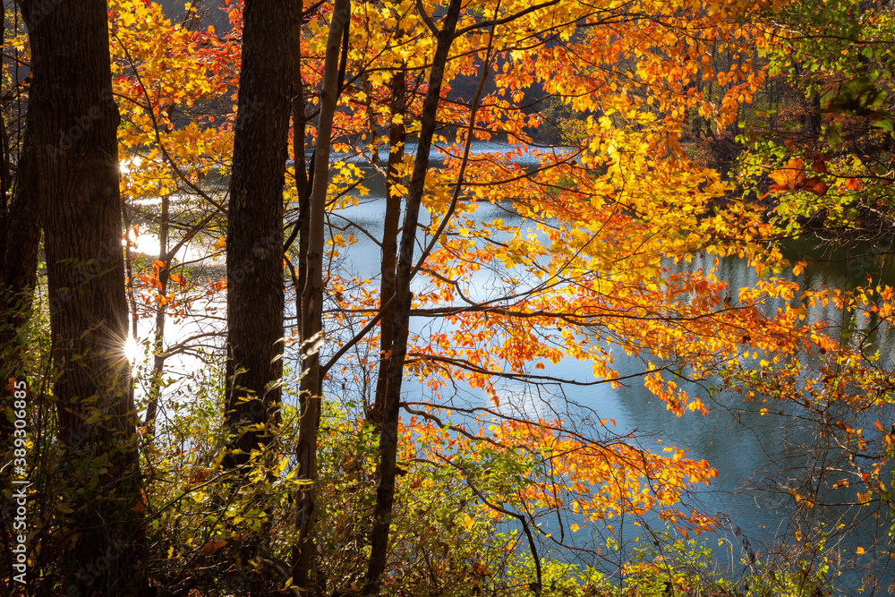 Trees during autumn with fall foliage on the edge of pond water in West Virginia