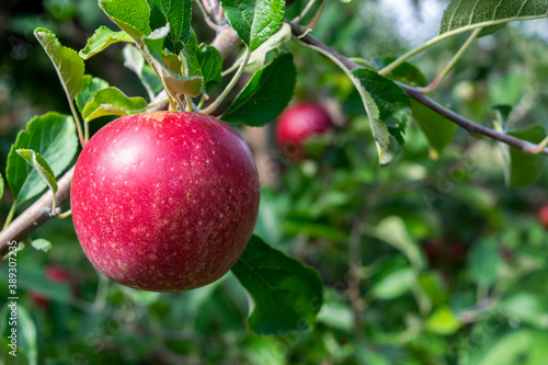 Ripe apple on branch at an orchard