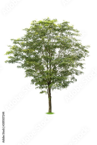 Tree isolated on a white background suitable for use in architectural design.