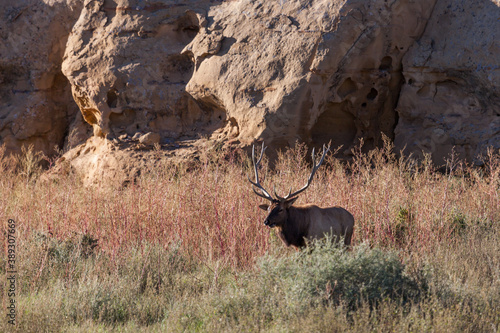 Large Bull Elk at Chaco Canyon