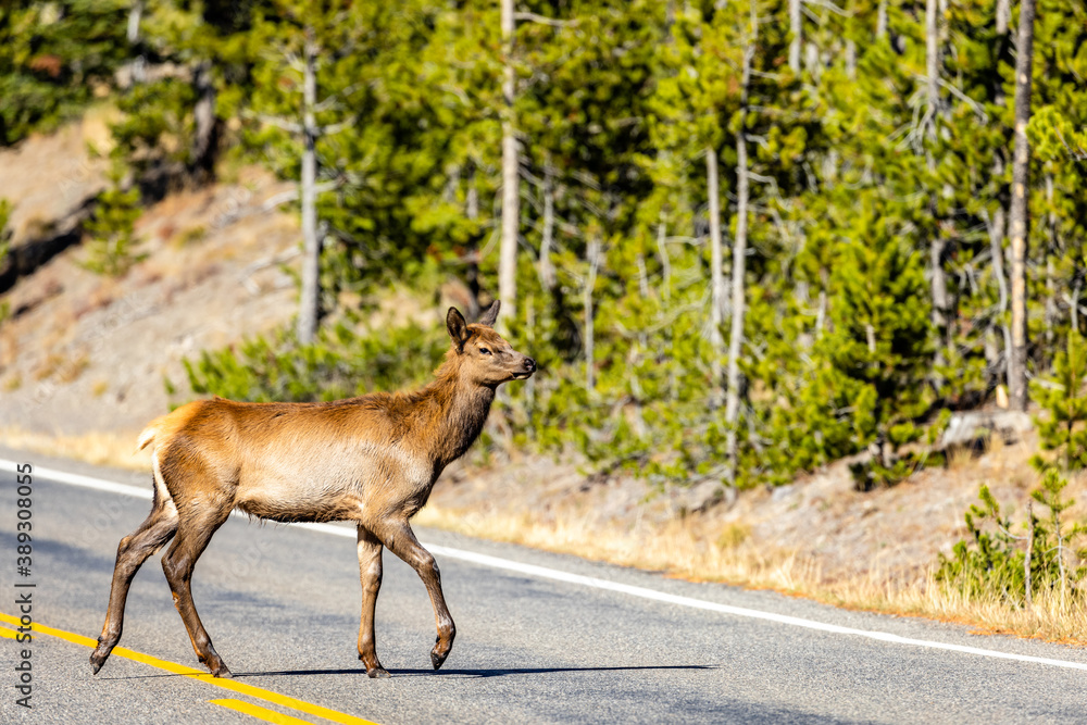 Baby elk wondering in the brush and near a roadway. 