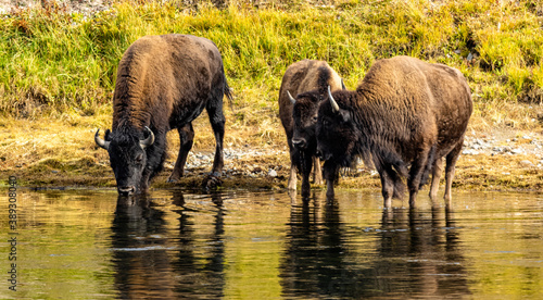 Buffalo in the wild exploring mother nature s beauty.