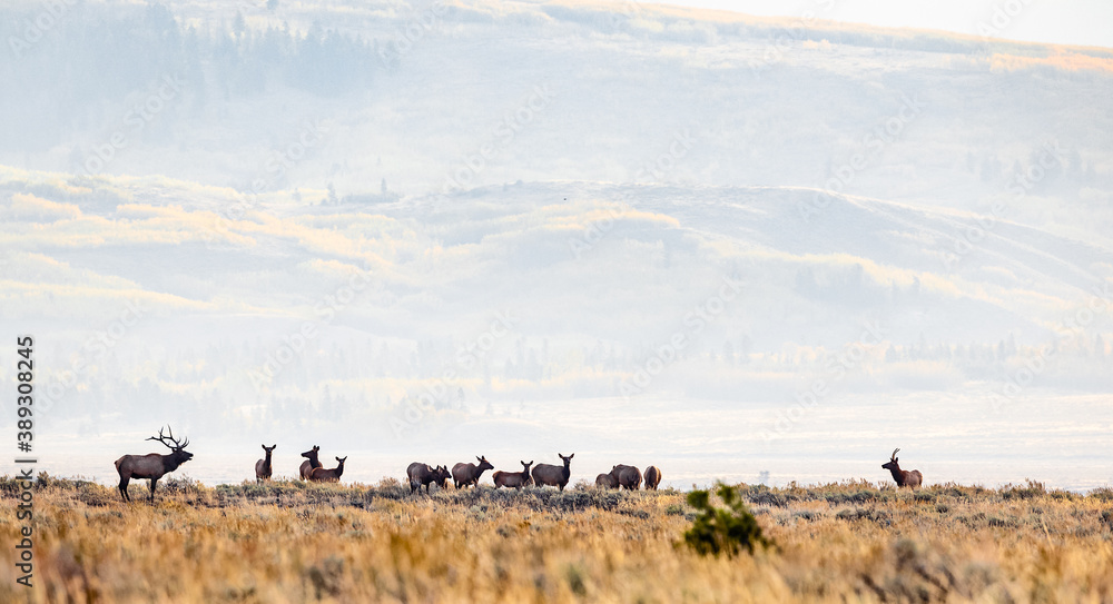 Bull elk with his herd of cows on an early morning in fall.