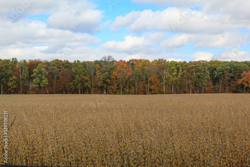 wheat field and blue sky