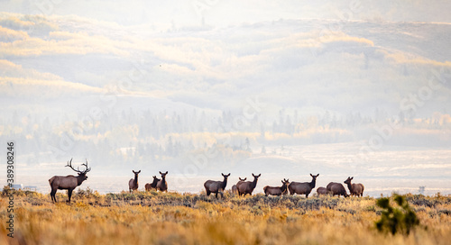 Bull elk with his herd of cows on an early morning in fall.