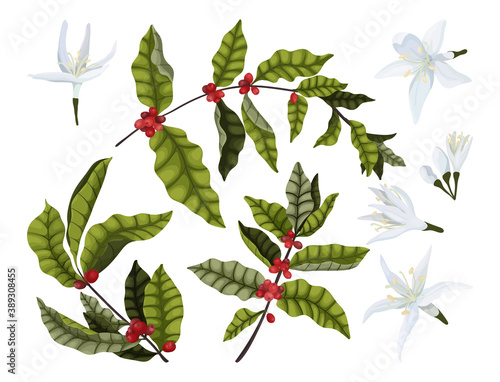 Vector illustration set of coffee branches with red berries and coffee flowers on a white background. Isolate for the design of coffee packaging.