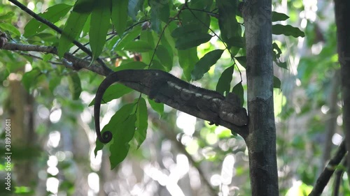 Chameleon Resting in Tree, Tsingy de Bemaraha National Park, Madagascar pt1 photo