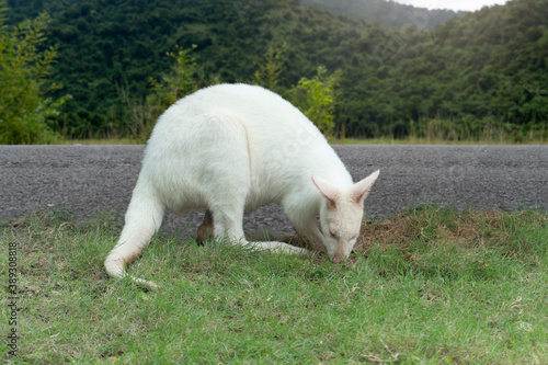 White albino kangaroos graze on the roadside. And has a green mountain backdrop.