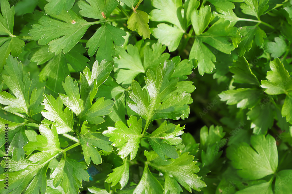 Mcaro background of fresh green parsley leaves