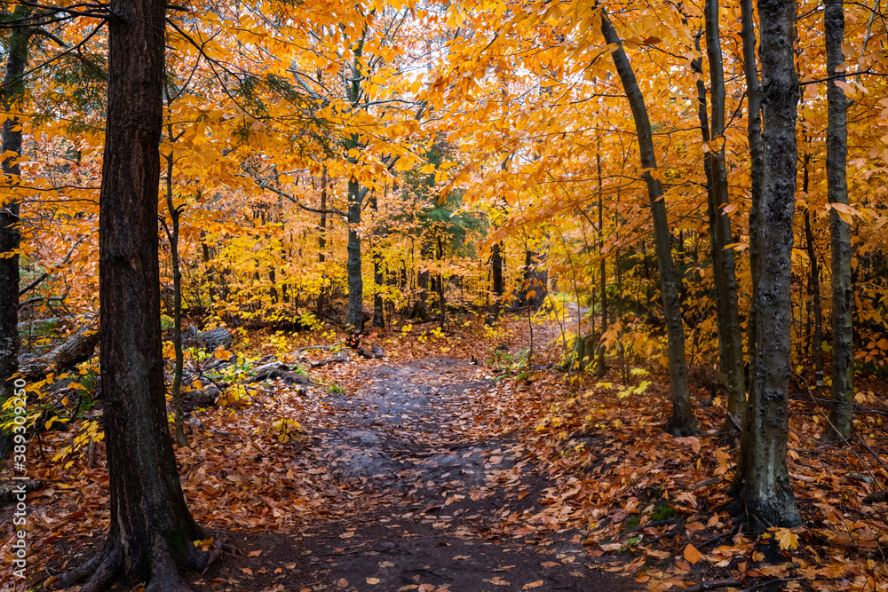 Autumn yellow leaves in the forest at Tahquamenon Falls State Park in Michigan. Fall colors