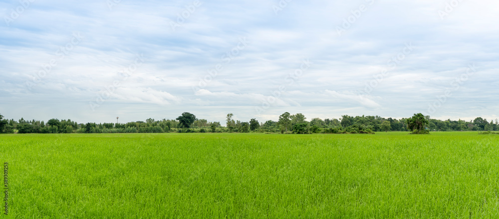 Obraz premium Green grass with tree and blue sky