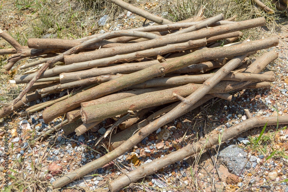 deforested cut tree wood in forest deforested cut tree wood in forest