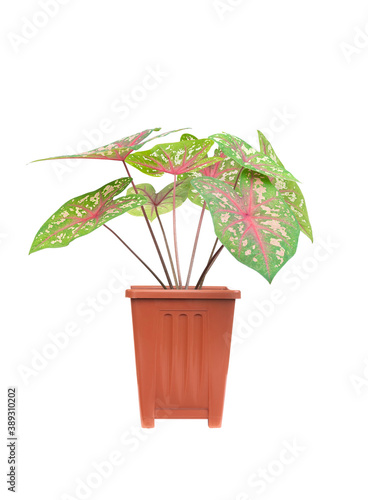 ornamental plants are planted in pots against an isolated on white background.