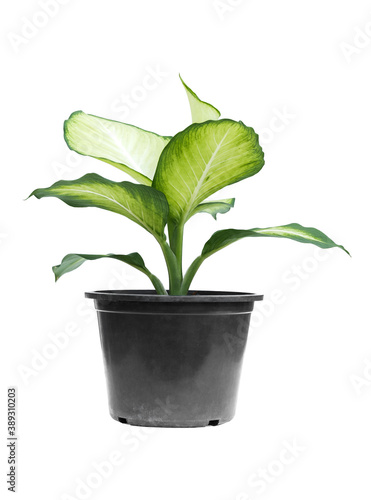 ornamental plants are planted in pots against an isolated on white background.