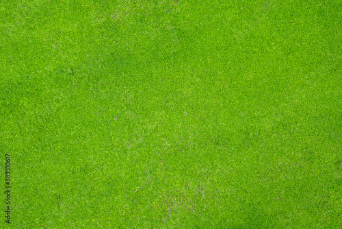 green grass texture and background © okimo