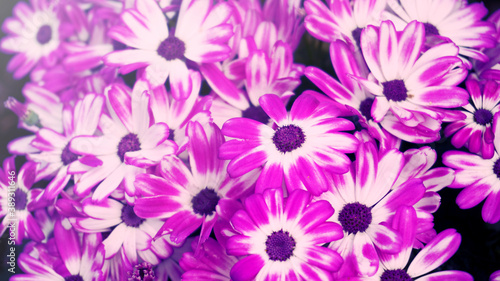 Purple Cineraria Flowers