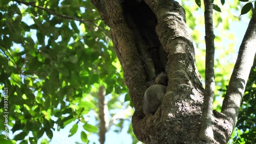 Sportive Lemur Hiding High Up In Tree Bole, Tsingy, Madagascar photo