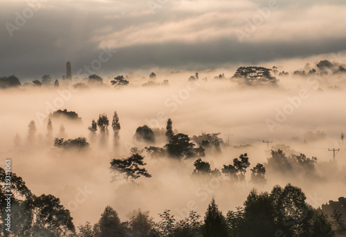 Forest full of Fog in the morning in Kintamani, Bali , Indonesia