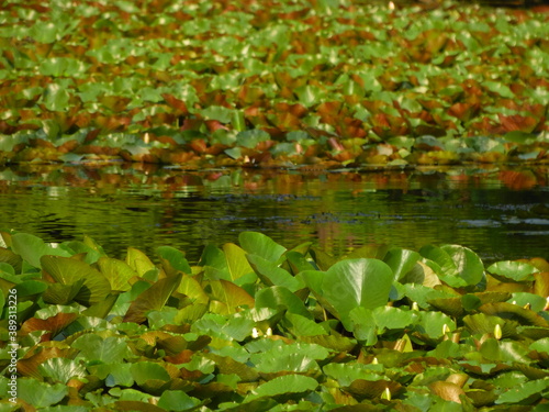 Some plants on the water 