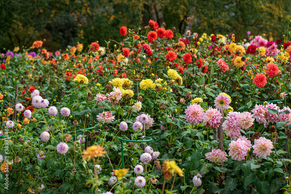 dahlias in the fall garden