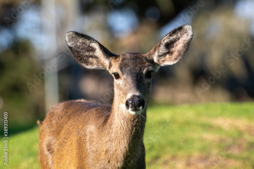 Fototapeta Naklejka Na Ścianę i Meble -  Female Mule Deer in a meadow