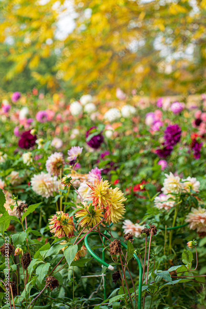 Obraz premium dahlias in the fall garden