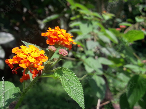 small garden flowers that look like a miniature wedding bouquet. the flowers are orange and yellow