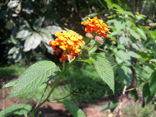 small garden flowers that look like a miniature wedding bouquet. the flowers are orange and yellow