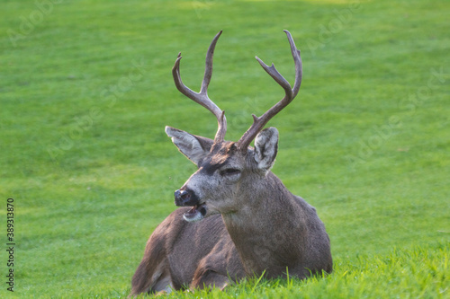 Male Mule Deer in a meadow