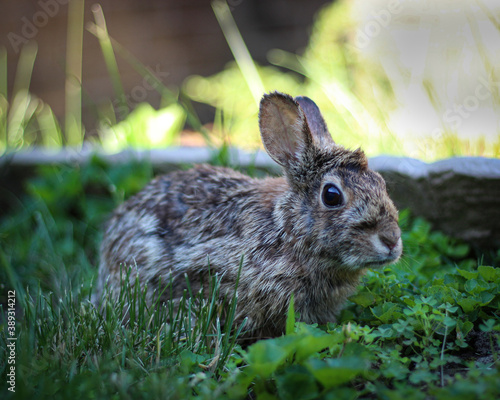 Wild rabbit in front yard eating clover