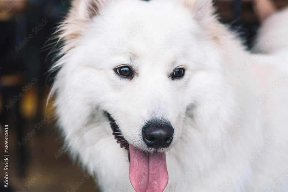 Samoyed dog smile face, happy dog Samoyed dog smile face, happy dog