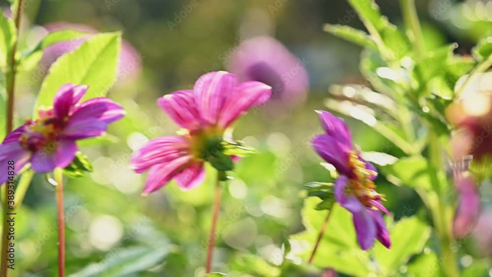 Pink and purple dahlia flowers Pink and purple dahlia flowers