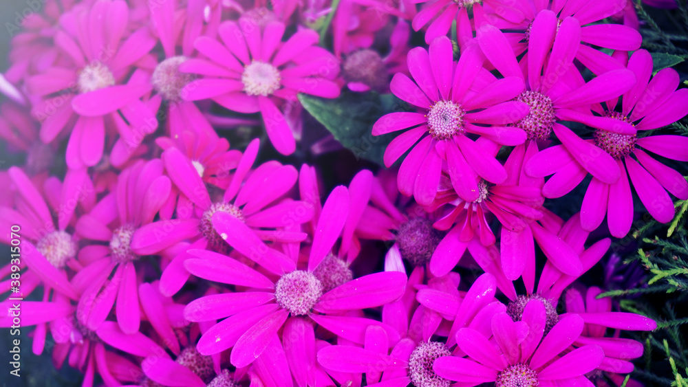 Cineraria flowers Cineraria flowers