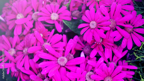 Cineraria flowers