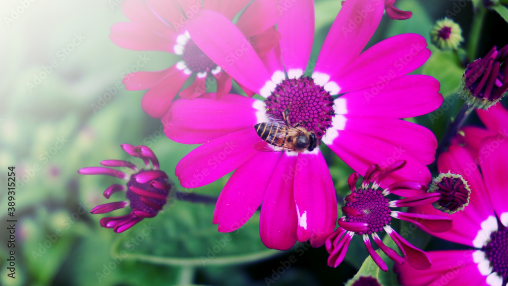 Obraz premium Cineraria flowers