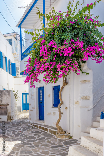 Fototapeta Naklejka Na Ścianę i Meble -  Traditional Cycladitic alley with narrow street, whitewashed houses and a blooming bougainvillea flowers in parikia, Paros island, Greece.