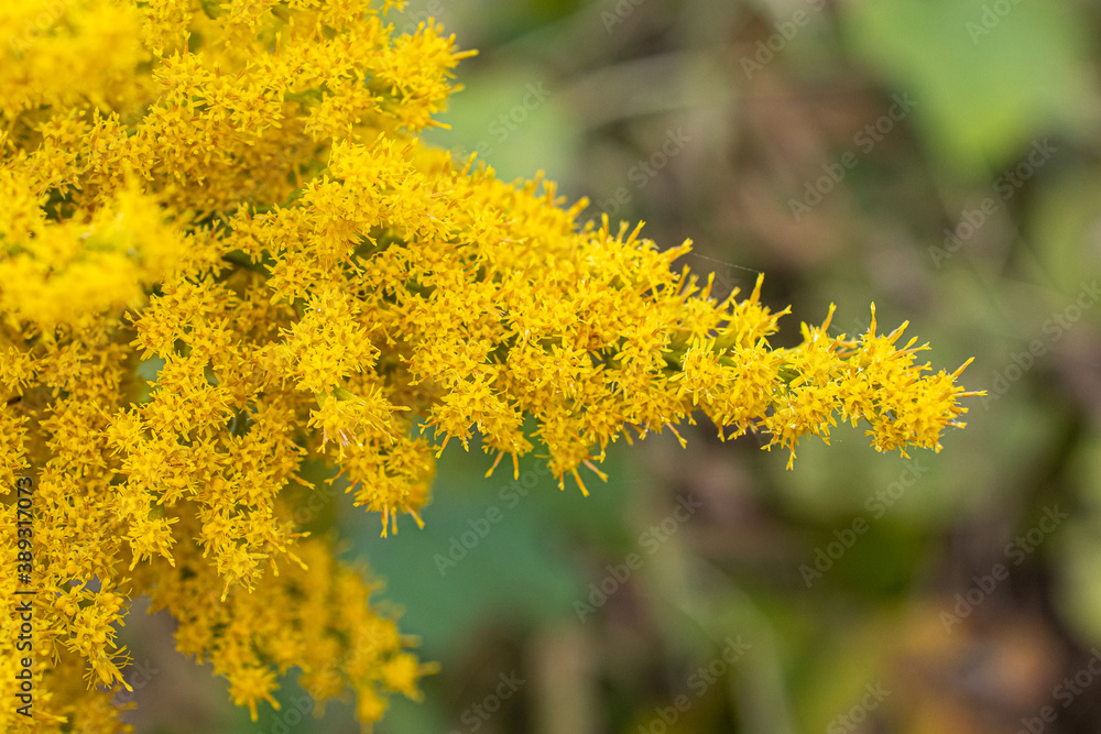 花粉症とブタクサと 花粉症とブタクサと