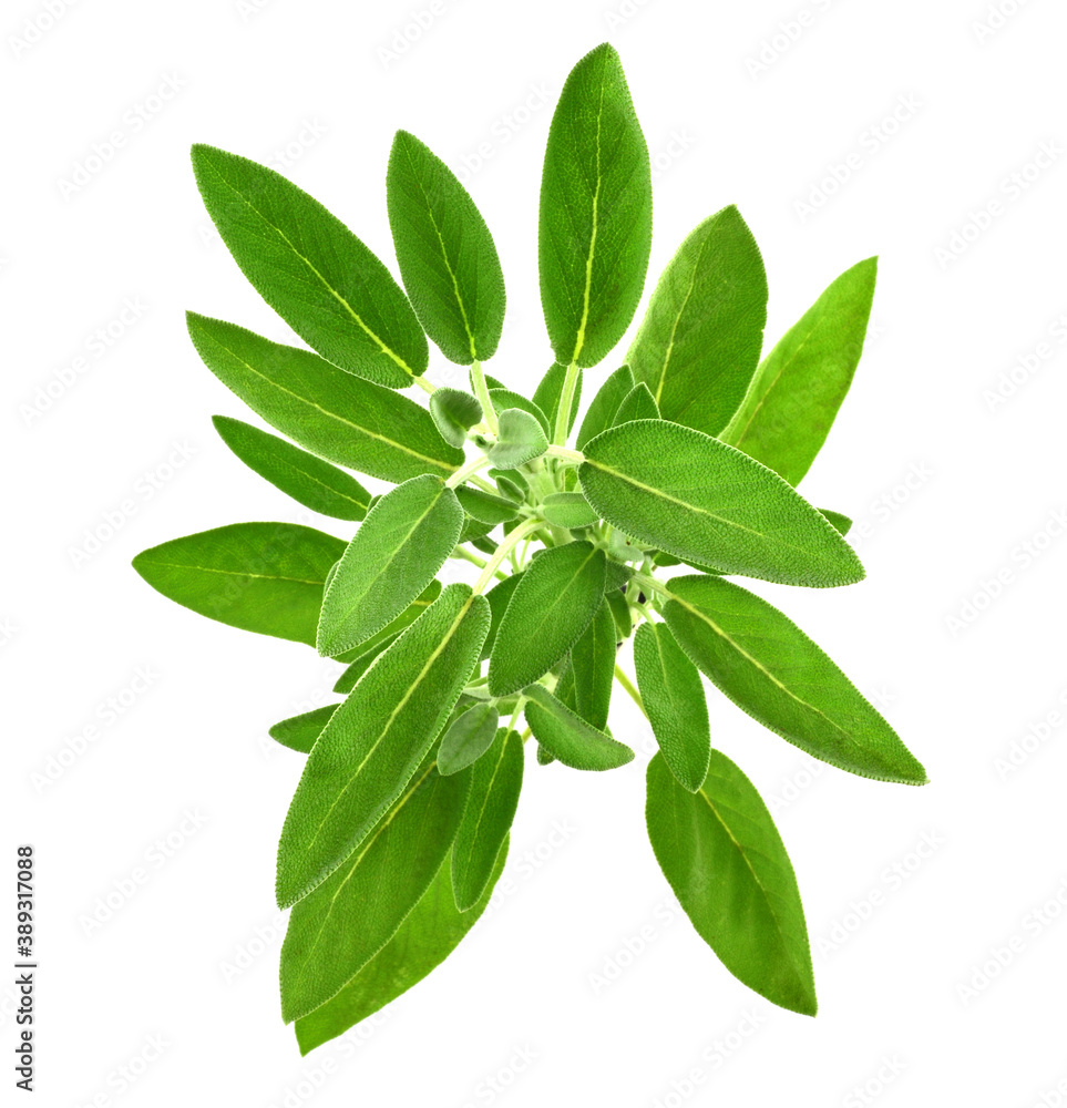 Sage Plant Top View (Salvia Officinalis) Culinary and Medicinal Herb. Isolated on White Background. Sage Plant Top View (Salvia Officinalis) Culinary and Medicinal Herb. Isolated on White Background.