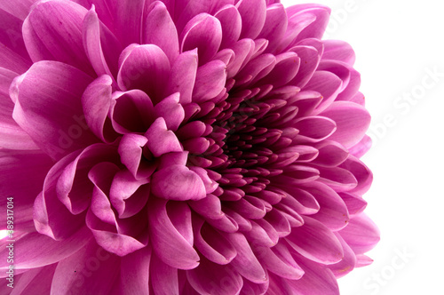 chrysanthemum flower isolated